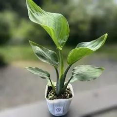 2026年最新】オーガスタ 観葉植物の人気アイテム - メルカリ