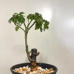 tuK tuK″様 リクエスト 2点 まとめ商品