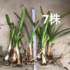 Fiore おうち断捨離中様 リクエスト 2点 まとめ商品