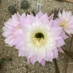 多肉植物 花サボテン 白檀 リンカーンの華麗なピンク - メルカリ