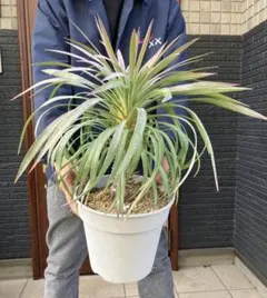 2026年最新】デスメティアーナの人気アイテム - メルカリ