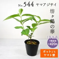 ポットごとヤマト便541】ヤマアジサイ 1年生苗 玉の露てまり - メルカリ