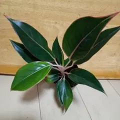 みっちゃん様 リクエスト 2点 まとめ商品