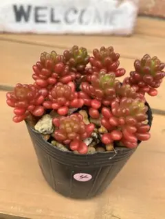 ＊waka＊様 リクエスト 2点 まとめ商品