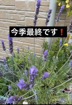 イングリッシュラベンダー 挿し穂 10本 宿根草 花 苗 - メルカリ