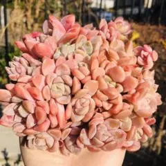 くりりん様 リクエスト 3点 まとめ商品