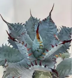 2026年最新】屈原 甲蟹の人気アイテム - メルカリ