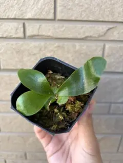 2026年最新】bifurcatumの人気アイテム - メルカリ