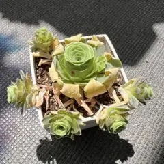 多肉植物 グリーノビア⑥ 抜き苗のサムネイル