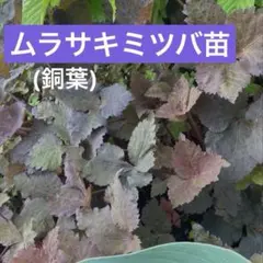 ジュディー様 リクエスト 2点 まとめ商品