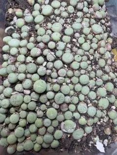 2025年最新】コノフィツム パゲアエの人気アイテム - メルカリ