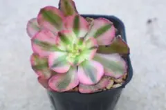 た*ー様 アエオニウム・ライチ斑入り