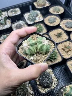 2026年最新】アズテキウム 花籠の人気アイテム - メルカリ