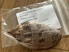 極美品】ネズミダカラ 貝 標本 タカラガイ - メルカリ