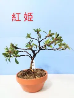 2026年最新】皐月盆栽の人気アイテム - メルカリ