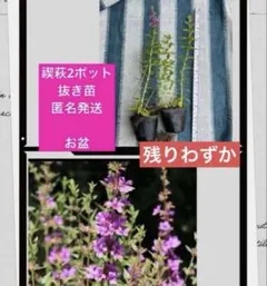 2026年最新】苗の人気アイテム - メルカリ
