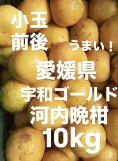 希少品種　湘南ゴールド（柑橘苗）3本　ねこねこねこねこ 希少品種 湘南ゴールド（柑橘苗）3本 ねこねこねこねこ様専用 - メルカリ