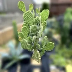 ウチワサボテン バシラリス ５本セット ウチワサボテン バシラリス 5本セット - メルカリ