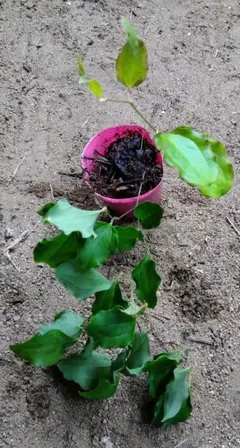 サンキライ　山採り　苗　サルトリイバラ　山帰来 山野草のサムネイル