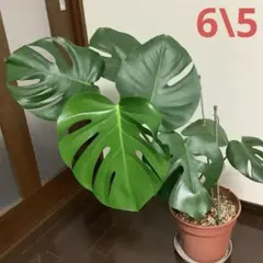 人気観葉植物　特大モンステラ　根上がり‼️プラ鉢付きのサムネイル