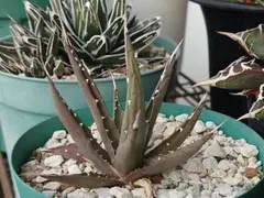 shera様 リクエスト 2点 まとめ商品