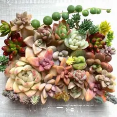 多肉植物 カット苗詰め合わせ 寄せ植えセット 《79》 エケベリア 多肉弁当