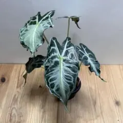 アロカシア ヴェノム 3号 観葉植物 現品 希少品種① - メルカリ