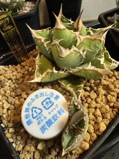 2025年最新】アガベの人気アイテム - メルカリ