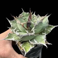 かず様 リクエスト 2点 まとめ商品