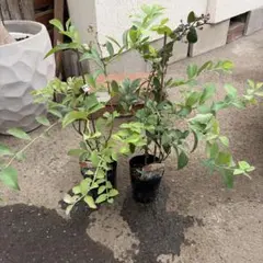 果実 苗 コブミカン カファライム 6寸6鉢 - メルカリ