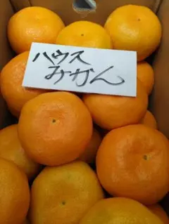 高知産 約5Kg 高糖度 温室山北みかん 3S 秀品 北海道沖縄発送不可