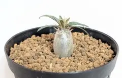 2026年最新】グラキリス 実生の人気アイテム - メルカリ