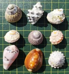貝殻　セット　9個ミックス【210】ヤドカリさんなどにも
