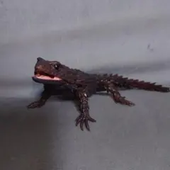 いきもの大図鑑アドバンス　アルマジロトカゲ