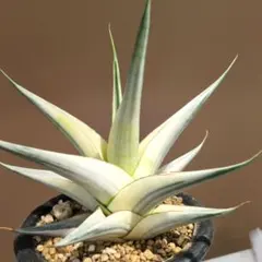 スノーホワイト　 White日本初　斑入　サンスベリア　アガベ スノーホワイト Snow White日本初 斑入 サンスベリア アガベ