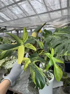 みーゆ様 リクエスト 3点 まとめ商品