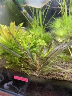 メルカリ便　◯xyris sp red水中葉大株1株 水草　ADA　水槽 メルカリ便 xyris sp red水中葉大株1株 水草 ADA 水槽 - メルカリ