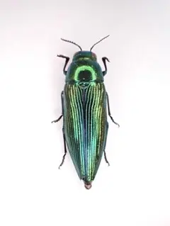 あらや@まとめ買い大歓迎様 リクエスト 2点 まとめ商品