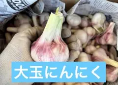【オスギ様用】】　赤ニンニク　5kg 愛知県産