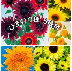 花の種 《ひまわり 種》珍しい品種 5種類 種子 花の苗 宿根草 多年草