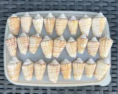 イモガイ 貝殻 自然 25個セット