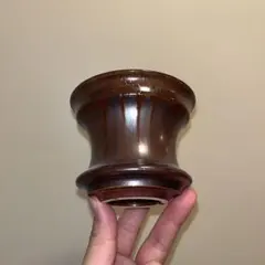 2026年最新】アガベシーザー錦の人気アイテム - メルカリ