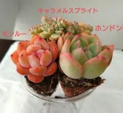⑳多肉植物エケベリア3種類セット抜き苗キャラメルスプライト含む　　アエオニウム