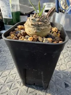 2026年最新】オベサ鉄甲の人気アイテム - メルカリ