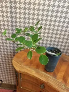 コミフォラ sp pv2597 commiphora pv 2597 - メルカリ