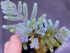 ghs様 リクエスト 2点 まとめ商品