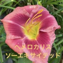 Hirokazu  Ohno様 リクエスト 2点 まとめ商品