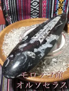 ◉モロッコ産【オルソセラス群/直角貝群】古生代デボン紀/化石[001 Amazon.co.jp: モロッコ産オルソセラス群直角貝群古生代デボン紀