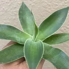 アガベ　ブルーフレイム×イシスメンシス　ダブルヘッド アガベ ブルーフレイム×イシスメンシス ダブルヘッド - メルカリ