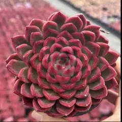 りぃず様 リクエスト 4点 まとめ商品